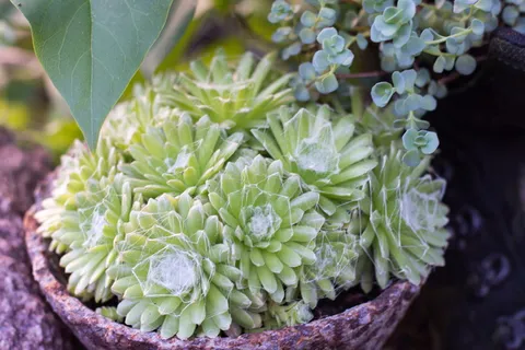 韭菜,植物,水芹,厚皮温室,自然,地被植物,石头花园,石头花 韭菜,植物,水芹,厚皮温室,自然,地被植物,石头花园,石头花