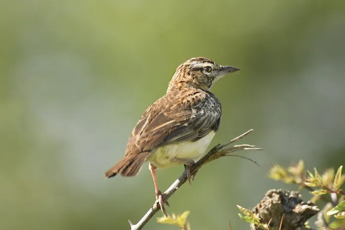 栖息在树枝上的棕色麻雀鸟