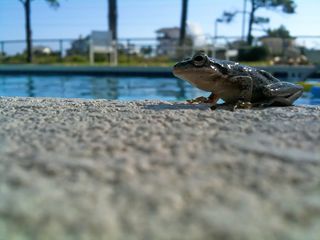 树蛙，两栖动物，动物，青蛙，树木，野生动物，野生动物，动物学