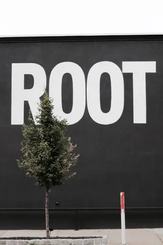 美国，威廉姆斯堡，布鲁克林，根，树，城市，文本，通信