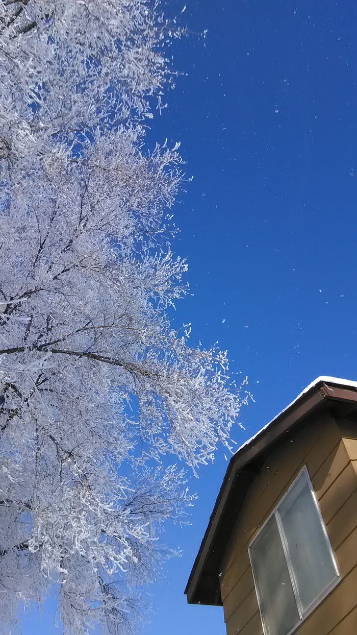 美国，weiser，树，雪，房子，蓝天，寒冷的温度，冬天