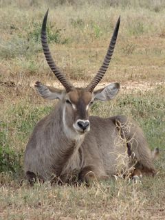 cob新月，角，热带草原，动物主题，动物，野生动物，一种动物，哺乳动物