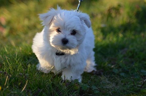 狗，白色，哺乳动物，可爱，动物，单一动物，动物主题，家养