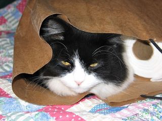 猫，包，乐趣，动物，可爱，纸，宠物，毛皮