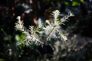 加拿大，多伦多，绿色，树叶，背景，植物，生长，没有人