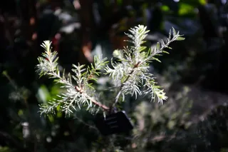 加拿大，多伦多，绿色，树叶，背景，植物，生长，没有人