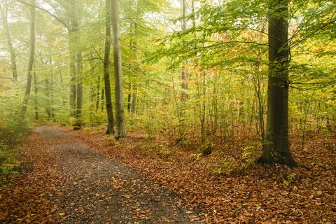 绿叶树，福斯特，布赫，布赫，德国，柏林，落叶，棕色