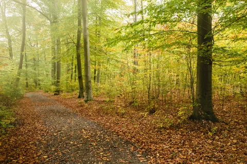 绿叶树,福斯特,布赫,布赫,德国,柏林,落叶,棕色 绿叶树,福斯特,布赫,布赫,德国,柏林,落叶,棕色