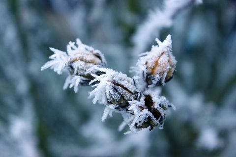 霜冻、僵硬、冬季、白霜、寒冷、植物、冬季、低温 霜冻、僵硬、冬季、白霜、寒冷、植物、冬季、低温
