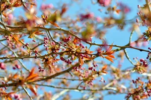 花朵，自然，花朵，植物，春天，花朵，粉色，黄色