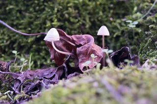 lfe、生命、蘑菇、树叶、秋天、苔藓、背景、elia clerici