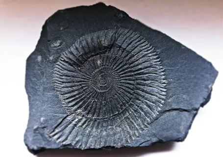 化石、印记、轨迹、标志、形状、特写、工作室拍摄、无人