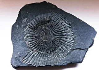 化石、印记、轨迹、标志、形状、特写、工作室拍摄、无人