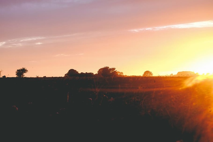 剪影照片，树木，日落，白昼，黄昏，天空，田野
