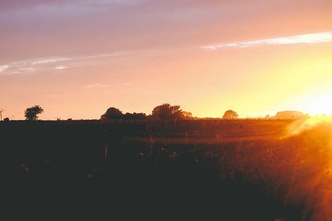 剪影照片，树木，日落，白昼，黄昏，天空，田野