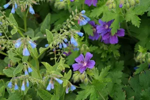 cranesbill、blossom、bloom、粗糙紫草、flower、blue、symphytum asperum、高加索白芍