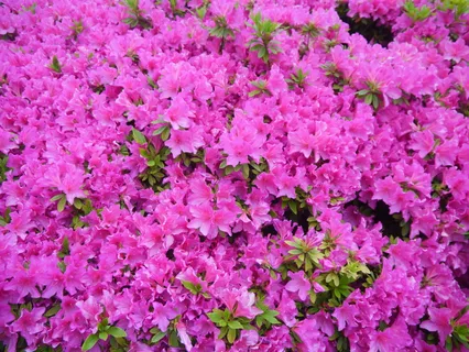Flowers, Satsuki, may, flowering, heisei-cho, yokosuka, kanagawa japan, japan Flowers, Satsuki, may, flowering, heisei-cho, yokosuka, kanagawa japan, japan