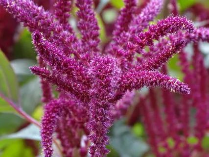 狐尾,花园狐尾,苋菜,苋菜,食用,种子,桔梗,雌雄同株植物 狐尾,花园狐尾,苋菜,苋菜,食用,种子,桔梗,雌雄同株植物