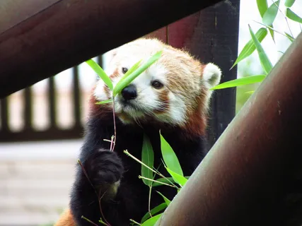 红色，熊猫，小熊猫，吃，坐，动物，野生动物，饥饿