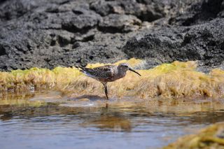 海鸟、利诺萨、西西里岛、自然、科斯塔、海、岩石、岛屿