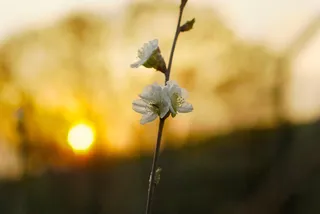 樱花，自然，六月，树，花，樱花树，簇