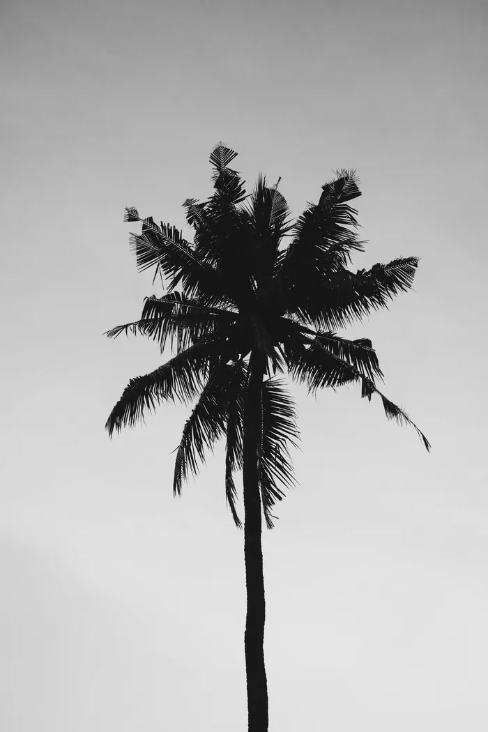 椰子，树，多云，夏天，自然，棕榈树，灰色的天空，绿色