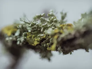 绿藻、医疗保健和医药、医药、特写、植物、大麻-草本大麻、替代医药、选择性聚焦