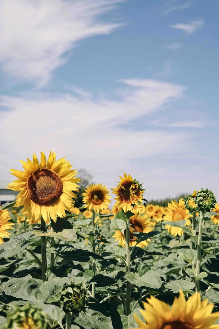 蓝天下的向日葵田