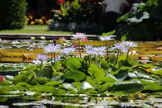 自然，黄花，睡莲，水生植物，开花，开花，池塘，花