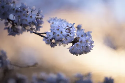 花,紫罗兰,花瓣,花朵,花园,植物,自然,秋天 花,紫罗兰,花瓣,花朵,花园,植物,自然,秋天