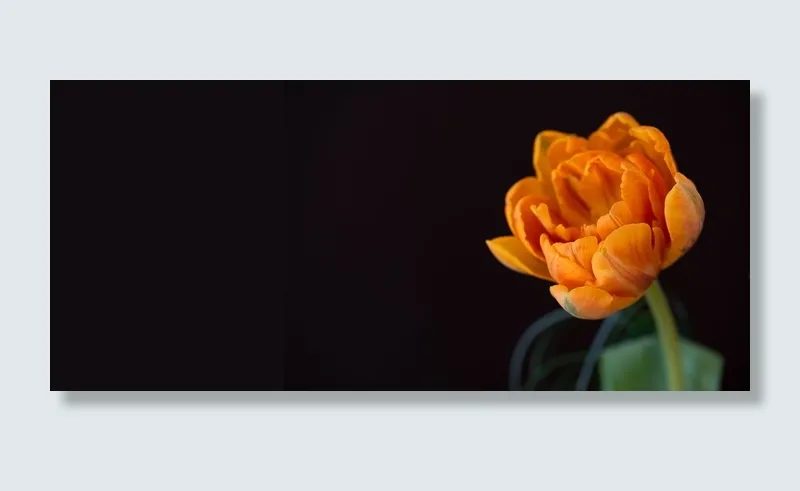 郁金香，橙色，橙色郁金香，花，橙色花，开花，盛开，橙色花