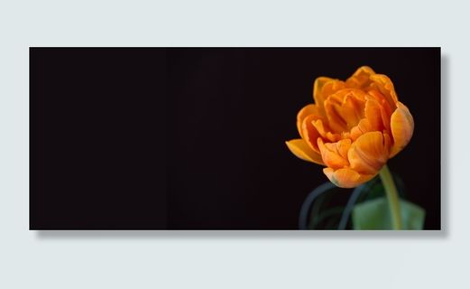 郁金香，橙色，橙色郁金香，花，橙色花，开花，盛开，橙色花