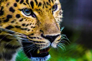 猎豹摄影