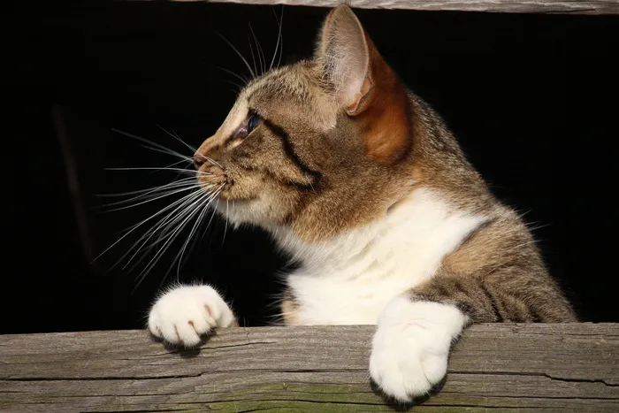 棕色, 白色, 虎斑, 猫, 小猫, 年轻的猫, 鲭鱼, 木头