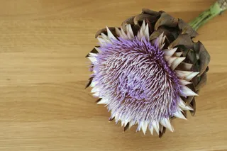 洋蓟，洋蓟花，静物，秋天，异国情调，洋蓟植物，药用植物，祝福你