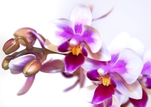 蝴蝶兰，兰花，白粉，蝴蝶兰，花卉，热带，蝴蝶兰，植物