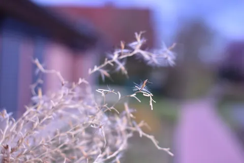 花，轻微，向外，灰色，植物，脆弱，特写，自然