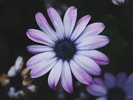 花,自然,花朵,花瓣,紫罗兰,丁香,紫色,博克 花,自然,花朵,花瓣,紫罗兰,丁香,紫色,博克