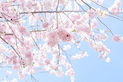 粉红樱花,粉红樱花,树,花树,开花,春天,樱花 粉红樱花,粉红樱花,树,花树,开花,春天,樱花