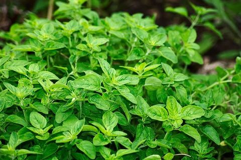 罗勒植物,牛至,香料,芳香草本植物,地中海,烹饪草本植物,食用,植物 罗勒植物,牛至,香料,芳香草本植物,地中海,烹饪草本植物,食用,植物