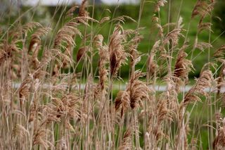 湖、植物、水、芦苇、河岸、田园诗、大自然、树叶