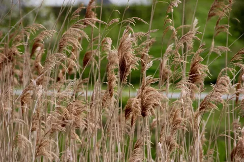 湖、植物、水、芦苇、河岸、田园诗、大自然、树叶 湖、植物、水、芦苇、河岸、田园诗、大自然、树叶