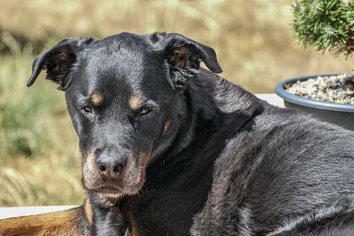 动物，狗，可爱，哺乳动物，自然，宠物，长相，一只动物