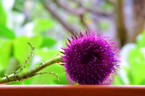 蓟，阿克蓟，匍匐蓟，紫罗兰，巴浦斯，花冠状，植物群，大蓟