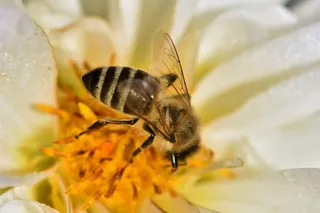 蜜蜂，蜜蜂，花粉，昆虫，花蜜，开花，开花，花