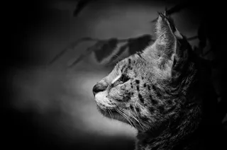 法国，谢尔河畔圣艾格南，zooparc de beauval，félin，动物，serval，chat，one animal