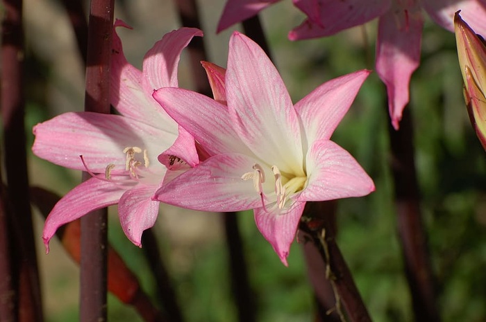 百合花，花朵，粉色，花朵，粉色百合，自然，观赏植物，观赏花