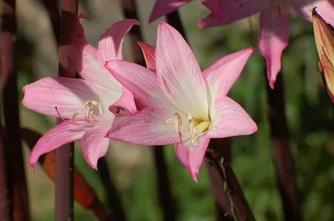 百合花,花朵,粉色,花朵,粉色百合,自然,观赏植物,观赏花 百合花,花朵,粉色,花朵,粉色百合,自然,观赏植物,观赏花