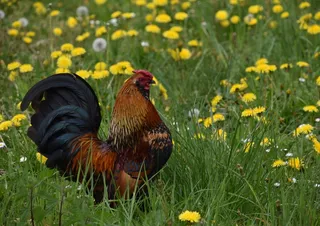 草坪、自然、大草原、田野、花朵、公鸡、乡村、植物
