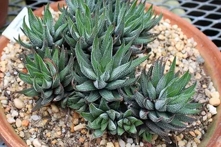 肉质植物Haworthia attentiuata或斑马植物，斑马Haworthia，Apicra attentiuata和芦荟Clariperla是生活在南非沙漠中的非仙人掌植物家族。这株斑马植物生长在新泽西州深切花园温室内的一个粘土盆中。